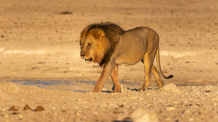 Männlicher Löwe verlässt in der Abendsonne das Wasserloch Nebrownii im Etoscha-Nationalpark in Namibia