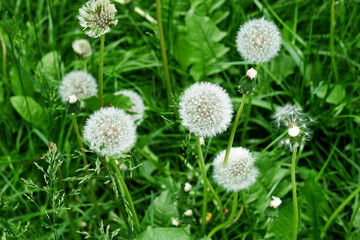 White dandelions on green grass. - 771596483