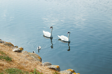 White swans on lake near of Frederiksborg castle in Hillerod, Denmark