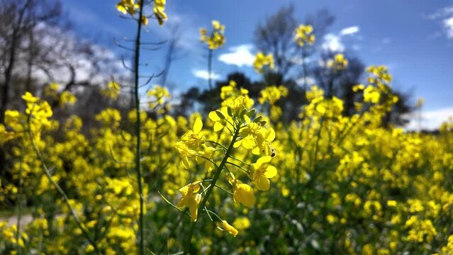 Abeille et colza au ralenti