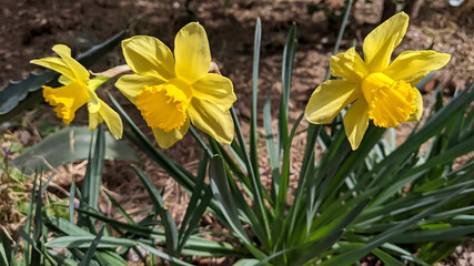 Yellow daffodils in spring.