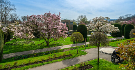 The magnolia blossoms in Wilhelma Stuttgard. Baden Wuerttemberg, Germany, Europe - obrazy, fototapety, plakaty