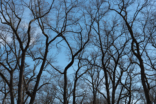 bare trees in spring silhouetted on a dark blue sky