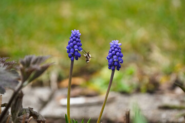 Wollschweber an einer Blume