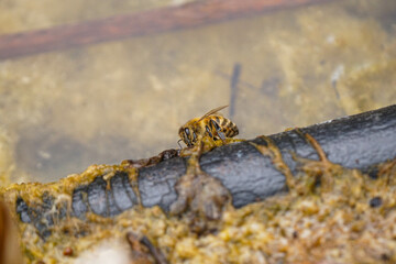 Biene in einem Teich