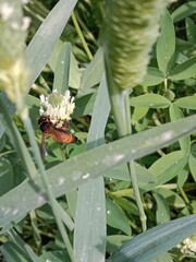 Honey Bee collect nectar or pollens from the trifolium alexandrinum flower Egyptian clover, berseem clover