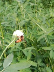 Honey Bee collect nectar or pollens from the trifolium alexandrinum flower Egyptian clover, berseem clover