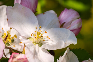Close-up of cherry blossoms near Wannbach - Germany in the Franconian Switzerland