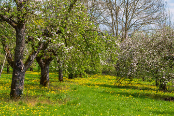 Naklejka premium Blooming cherry trees under a white and blue sky in Pretzfeld - Germany in the Franconian Switzerland