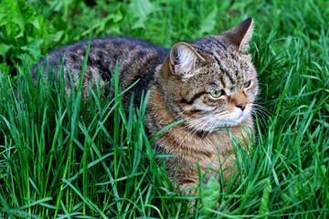 The kitten is lying among the thick green grass. - 771604668