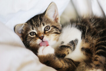 The kitten looks forward and licks its paw. - 771604669