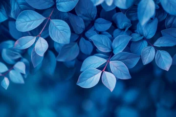 Rolgordijnen blue plant leaves in the nature in fall season, blue background © Zoraiz