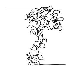 single continuous line illustration design of climbing ornamental plants