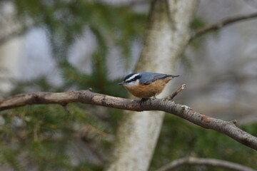La Plaine 29 Mars 2024
