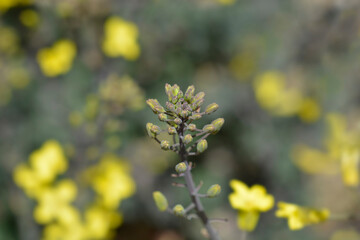 Curly kale flower buds