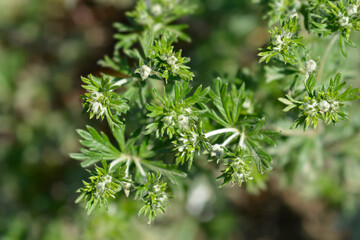 Pamir Cinquefoil flower buds and leaves - obrazy, fototapety, plakaty
