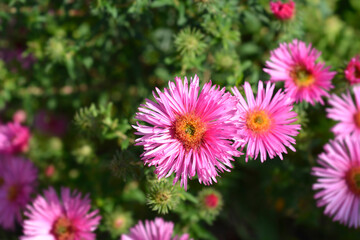 New England aster Andenken an Alma Potschke flowers