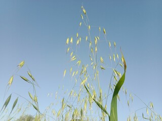 avena fatua plant or wild oat, wild oats, common wild oat, spring wild oat, folle avoine, oatgrass, poor oats, and wheatgrass