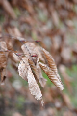 Common hornbeam branch with dry leaves