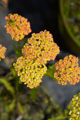 Milly Rock Yellow Terracotta Yarrow flowers