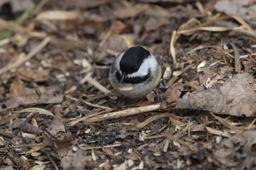 La Plaine 29 Mars 2024