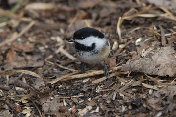 La Plaine 29 Mars 2024