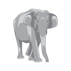 Fototapeta premium vector illustration of gray elephant
