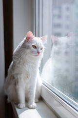 Cute white cat siting on window sill and waiting for something. Fluffy pet looks in window.