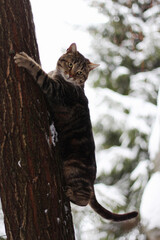 he cat goes climbing a tree . - 771615615
