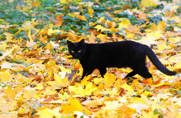 The cat is on the fallen yellow autumn leaves.