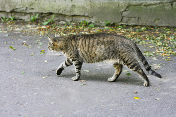 The cat is walking on the asphalt among the fallen leaves. - 771615667