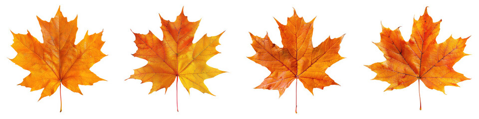 Naklejka na ściany i meble Collection of maple leaf in autumn fall colour top view transparent background