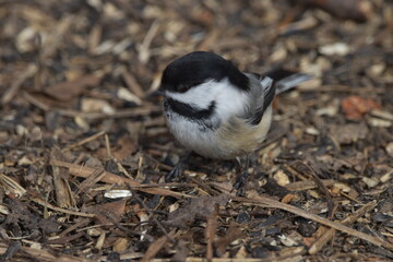 La Plaine 29 Mars 2024