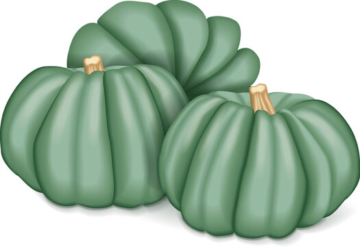 Group of Blue pumpkin. Winter squash. Cucurbita maxima. Fruits and vegetables. Isolated vector illustration.