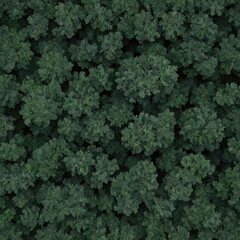 Grungy background with top down trees - tree texture background
