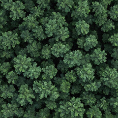 Top view of many tree tops in a forest - tree texture