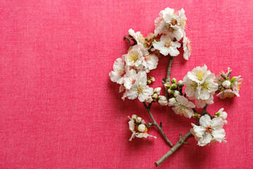 Obraz na płótnie Canvas Photo of spring white almond blossom tree on pink background. View from above