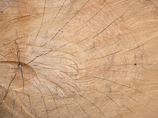 Close-up texture of tree cutting in brown beige tones.