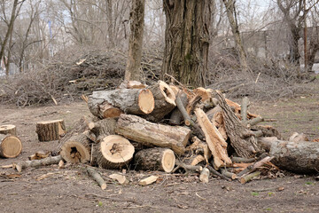 A lot of dry branches were cut from tree trunks in a city park.