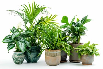 Assortment of lush green houseplants in vintage pots isolated on white background, studio photography