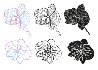 Orchidea flower head colection with color, line art and  © Oksana
