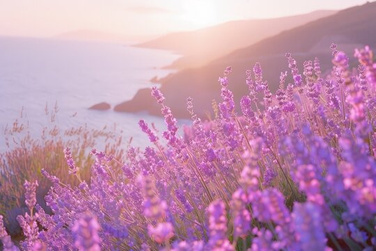 scenery.  view of the mountain, sea and lavender.  place for text or congratulations