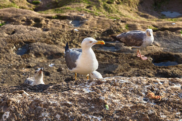 Big funny yellow-legged gull on the volcanic shore of the Atlantic Ocean in the area of Essaouira in Morocco.