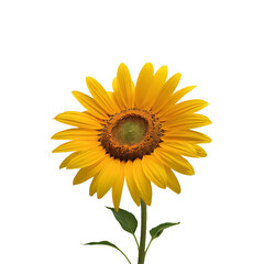 Fototapeta premium Sunflower flower PNG image on a transparent background, Sunflower image isolated on transparent png background