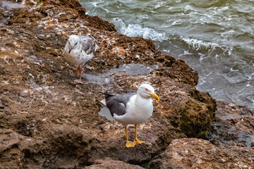 The yellow-legged gulls on the volcanic shore of the Atlantic Ocean in the area of Essaouira in Morocco.