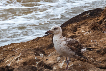 The young yellow-legged gull walking along of the Atlantic Ocean in the area of Essaouira in Morocco.