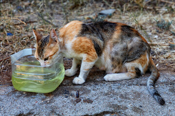 A street homeless red-black cat quenches his thirst from a plastic drinking bowl with water. Antalya, Türkiye.