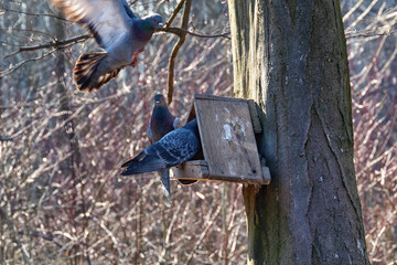 A rock pigeons sits on a bird feeder in the forest park on a sunny day in early spring.