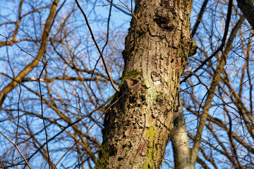 Hollow in the trunk of one of the deciduous trees in early spring.