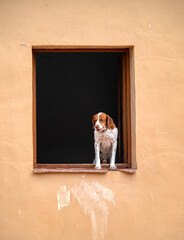 perros felices alegres